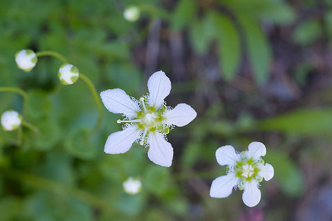 fringed grass of parnassus  Fringed Grass of Parnassus,Geotagged,Parnassia fimbriata,Summer,United States