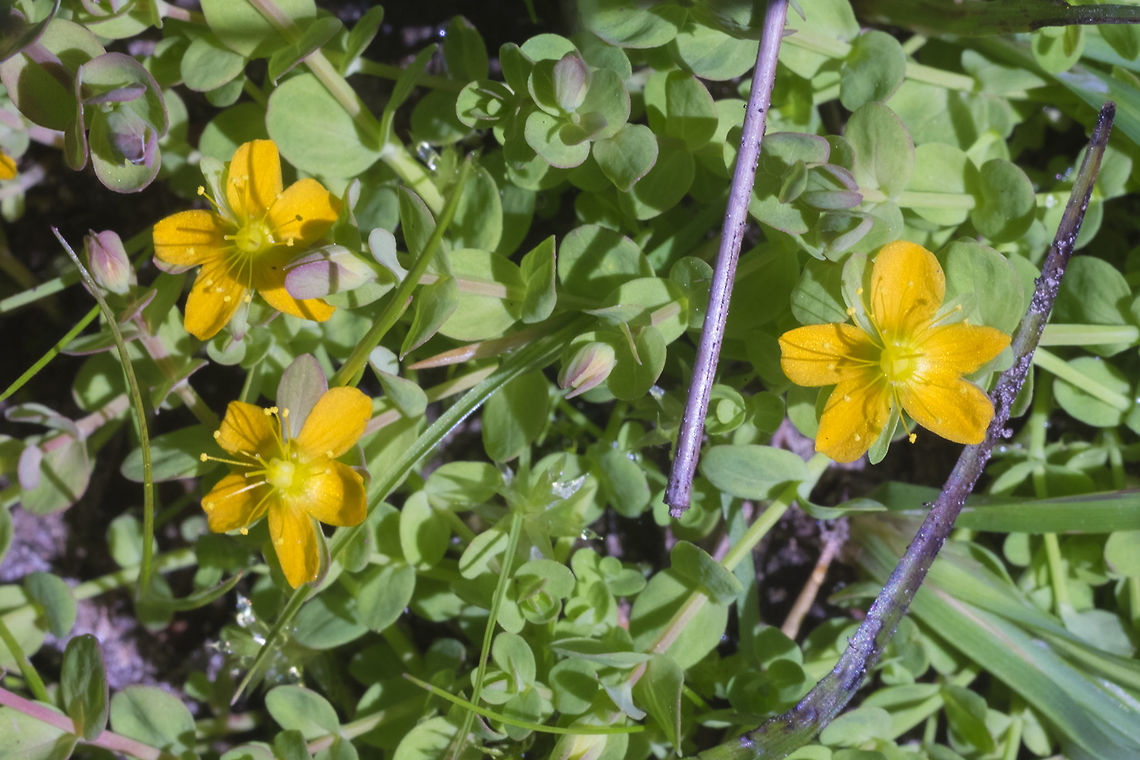 Tinker's penny  Geotagged,Hypericum anagalloides,Summer,United States