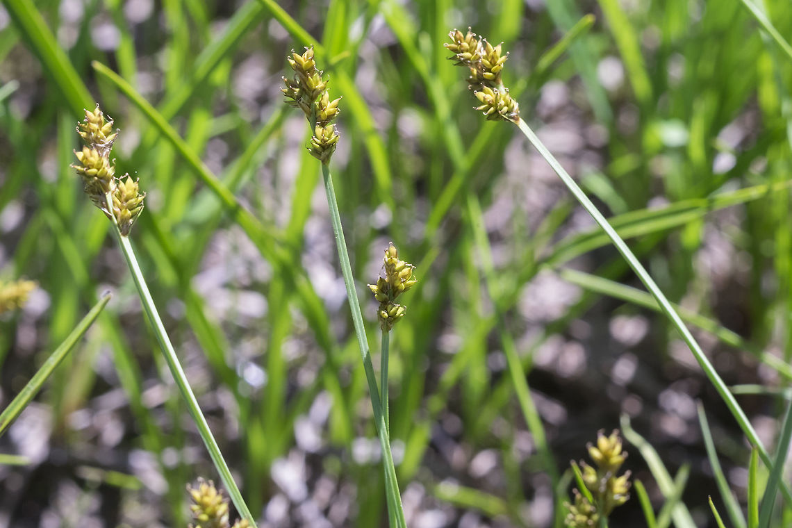 Carex brevior also called Carex brevior Carex festucacea,Geotagged,Summer,United States