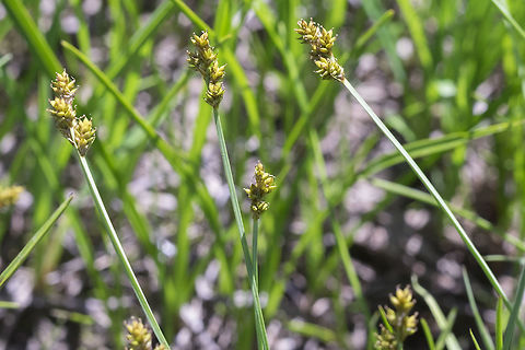 Fescue sedge