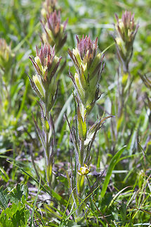 Obscure Indian paintbrush endemic Castilleja cryptantha,Geotagged,Obscure indian paintbrush,Summer,United States