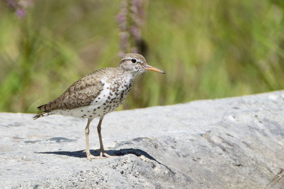Spotted sandpiper  Actitis macularius,Geotagged,Spotted sandpiper,Summer,United States