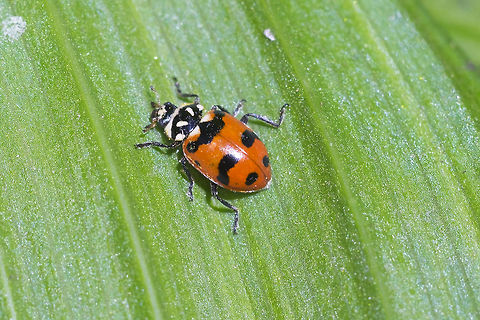 Casey's lady beetle