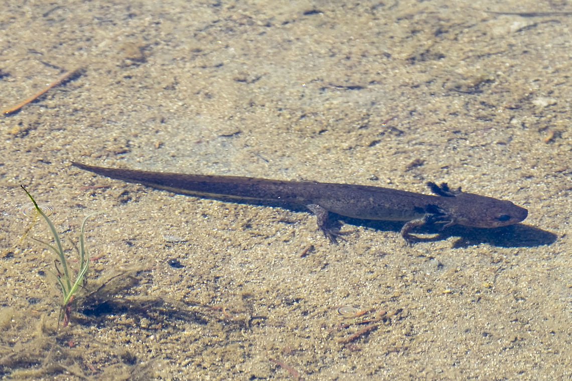 Coastal giant salamander rare! and there were at least two of them in this lake.. There's not really much in this photo for scale, but this salamander was probably at least about 30 cm long. It's likely that this is an adult that has chosen to stay aquatic. They can lose their gills and change to a terrestrial form, but that appears to happen less often than not with this species. Coastal giant salamander,Dicamptodon tenebrosus,Geotagged,Summer,United States