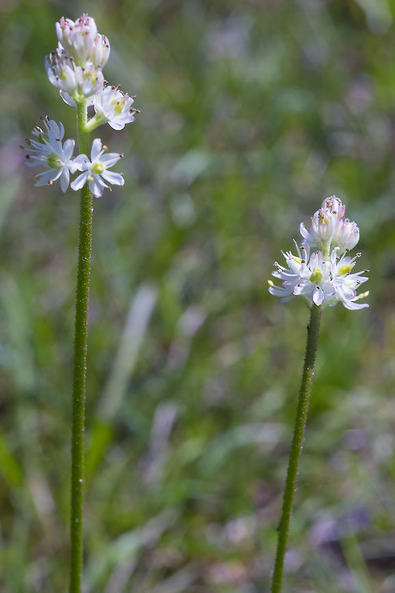 sticky false asphodel  Geotagged,Sticky false asphodel,Summer,Triantha glutinosa,United States