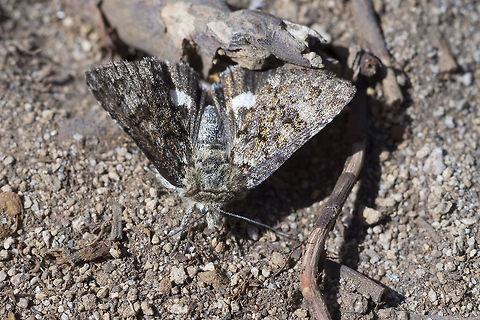brown moth -Anarta nigrolunata  Anarta nigrolunata,Geotagged,Summer,United States