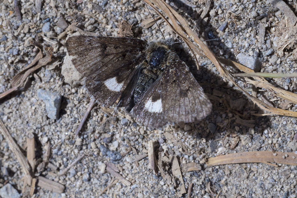 Brown moth - Anarta nigrolunata Brown day flying moth.  Anarta nigrolunata,Geotagged,Summer,United States