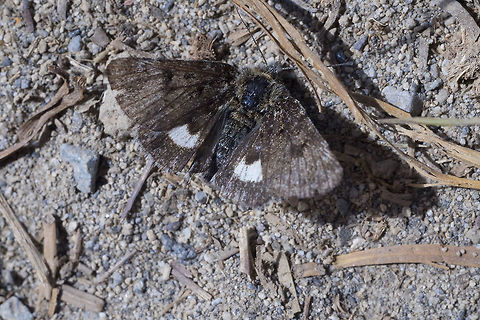 Brown moth - Anarta nigrolunata Brown day flying moth.  Anarta nigrolunata,Geotagged,Summer,United States