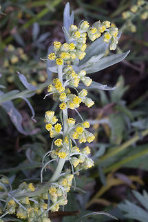 silver wormwood  Artemisia ludoviciana,Geotagged,Summer,United States