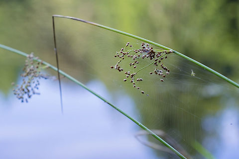 Juncus sp.  Geotagged,Summer,United States