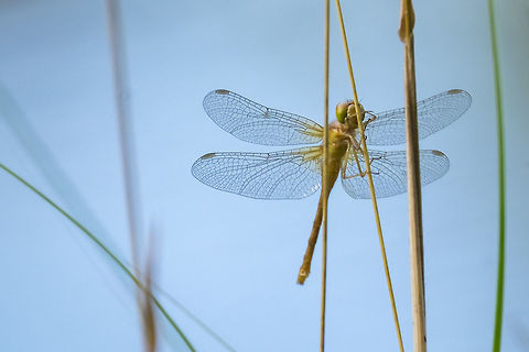 Green Dragonfly  Geotagged,Summer,United States