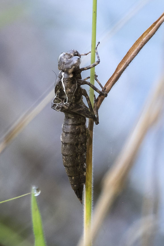 Dragonfly pupa I don't think I can determine what species came out of here, but it's cool! Geotagged,Summer,United States