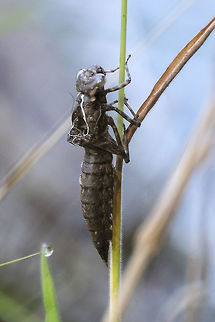 Dragonfly pupa I don't think I can determine what species came out of here, but it's cool! Geotagged,Summer,United States