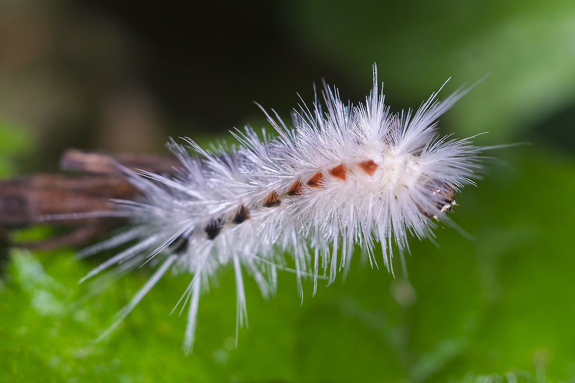 Spotted Tussock moth - early instar  Lophocampa maculata,Spotted Tussock Moth