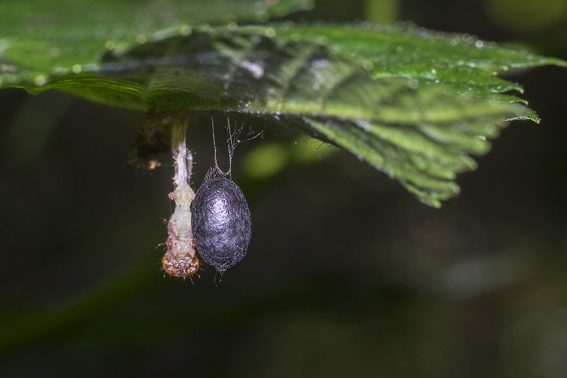 Ichneumon wasp cocoon The caterpillar the larva colonized is hanging next to the cocoon...  there&#039;s no further classifications beyond genus on BugGuide, but this one, with it&#039;s all black cocoon looks like it could be a Phobocampe sp. Geotagged,Summer,United States
