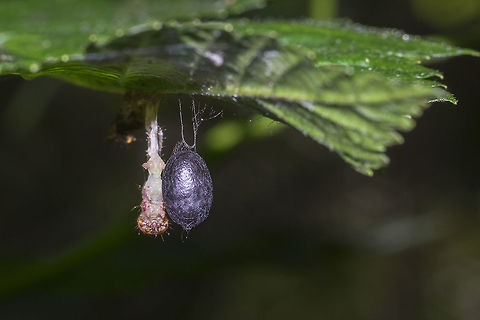 Ichneumon wasp cocoon The caterpillar the larva colonized is hanging next to the cocoon...  there's no further classifications beyond genus on BugGuide, but this one, with it's all black cocoon looks like it could be a Phobocampe sp. Geotagged,Summer,United States