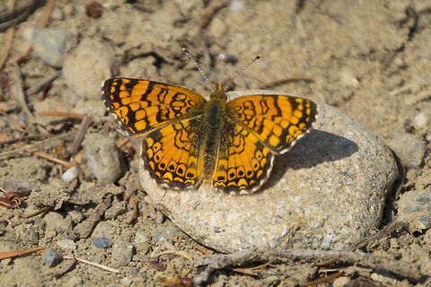 Pacific Fritillary  Boloria epithore,Geotagged,Pacific fritillary,Summer,United States