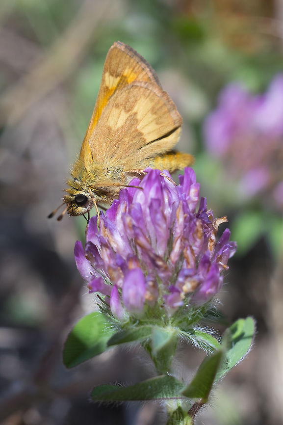 woodland skipper  Geotagged,Ochlodes sylvanoides,Summer,United States