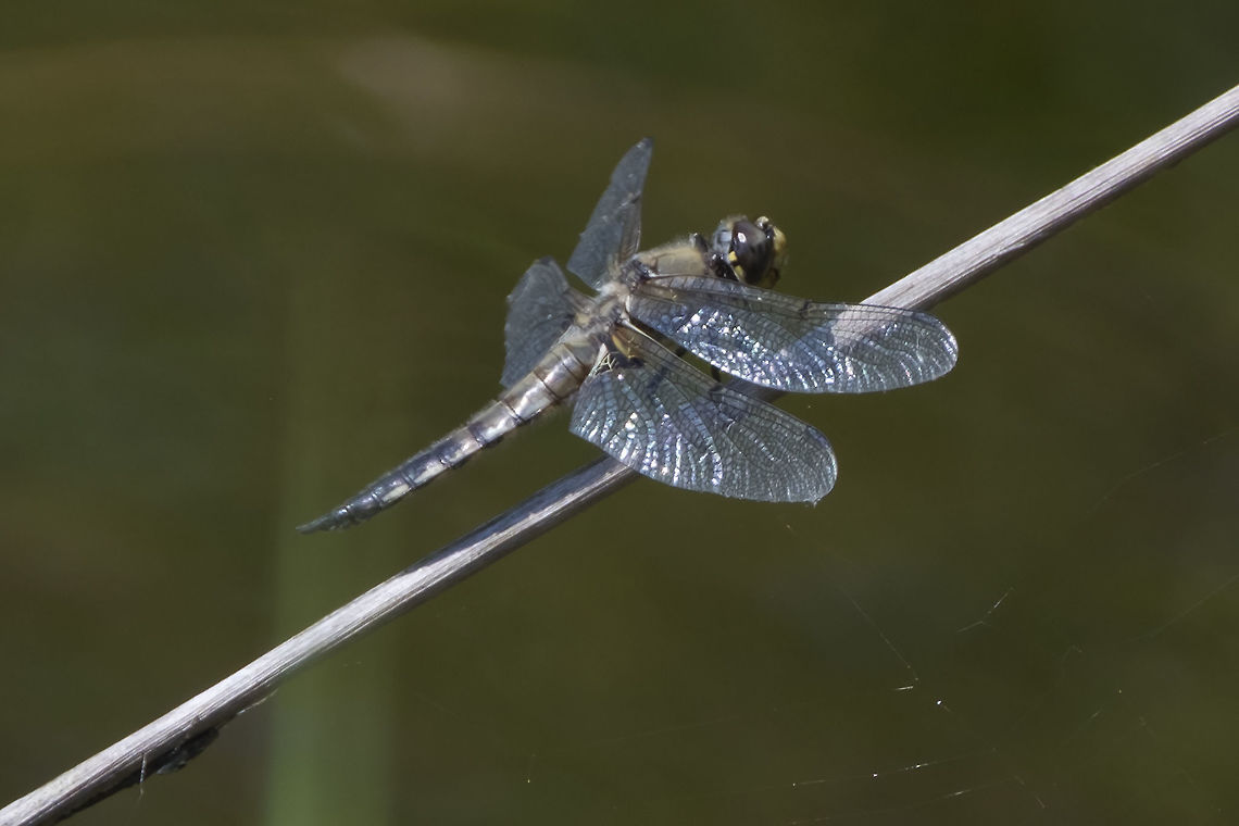 four spotted skimmer  Four-spotted chaser,Geotagged,Libellula quadrimaculata,Summer,United States