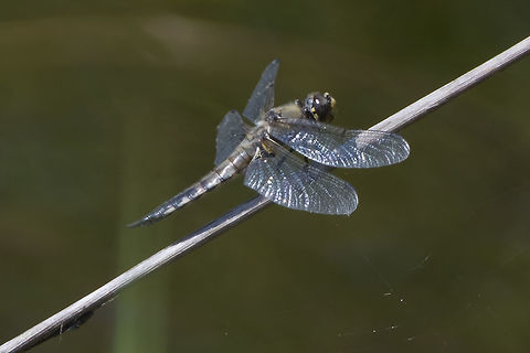 four spotted skimmer  Four-spotted chaser,Geotagged,Libellula quadrimaculata,Summer,United States