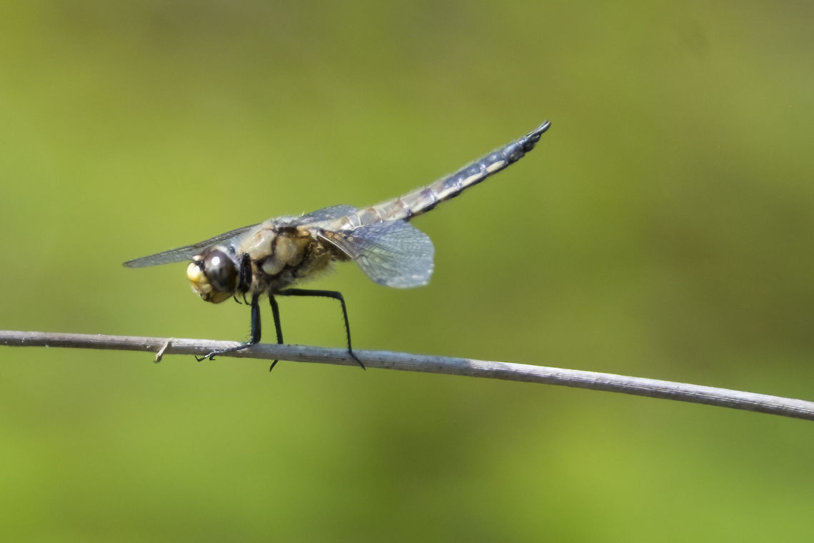 four spotted skimmer  Four-spotted chaser,Geotagged,Libellula quadrimaculata,Summer,United States