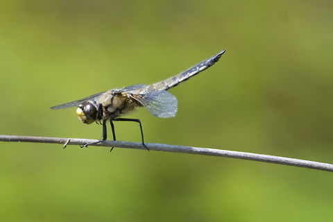four spotted skimmer  Four-spotted chaser,Geotagged,Libellula quadrimaculata,Summer,United States