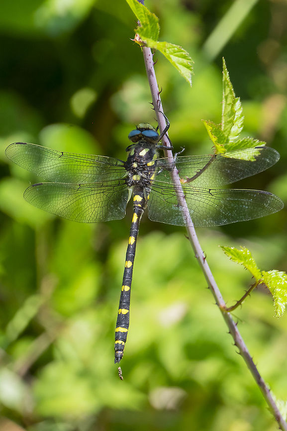 Western River Cruiser  Geotagged,Macromia magnifica,Summer,United States,macromia magnifica