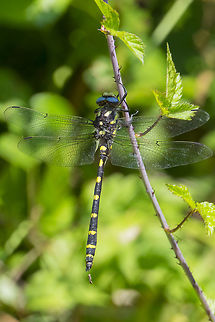 Western River Cruiser  Geotagged,Macromia magnifica,Summer,United States,macromia magnifica