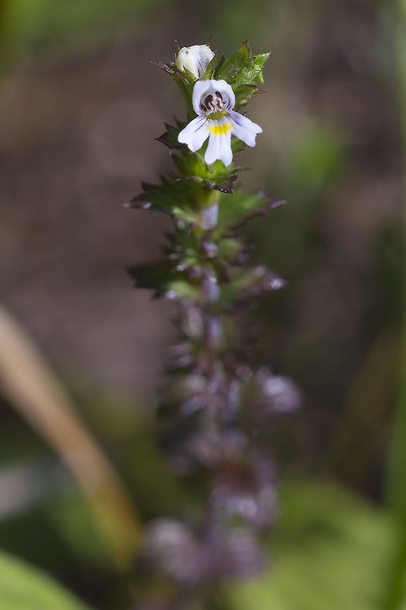 Hairy eyebright  Euphrasia nemorosa,hairy eyebright