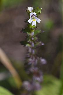 Hairy eyebright  Euphrasia nemorosa,hairy eyebright