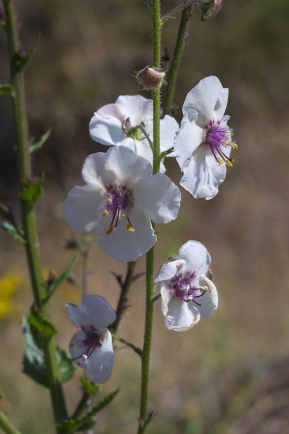 Moth mullein introduced Geotagged,Moth mullein,Summer,United States,Verbascum blattaria