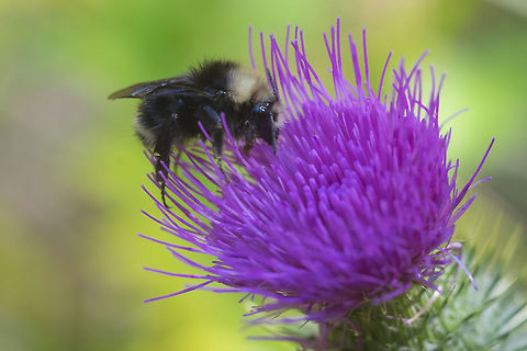 Yellow faced bumblebee  Bombus vosnesenskii,Geotagged,Summer,United States,Yellow-faced bumblebee