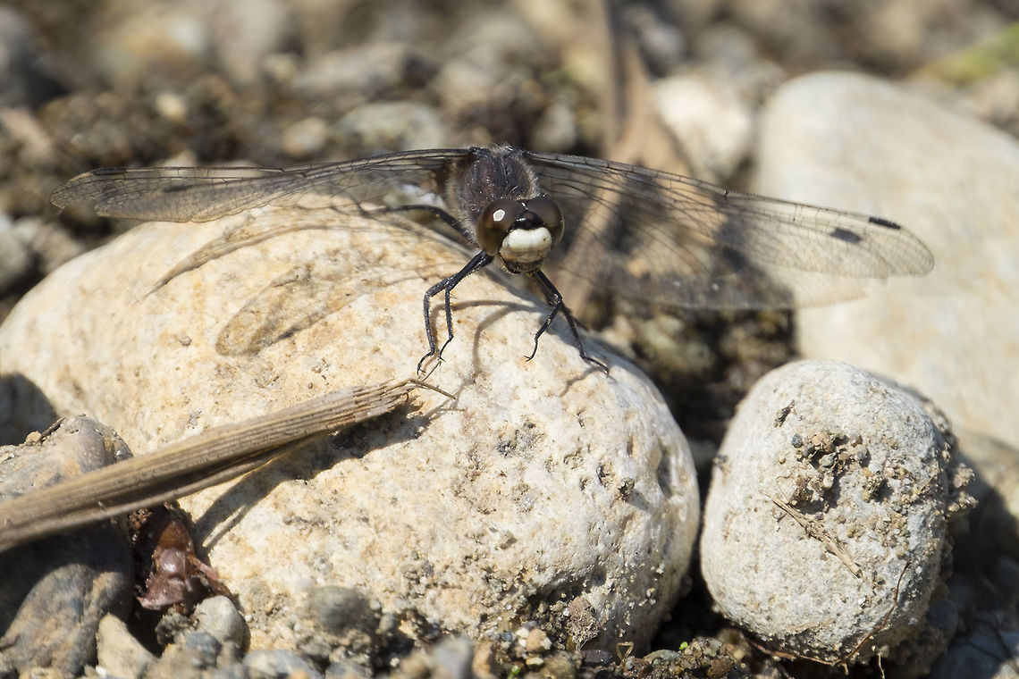dot tailed whiteface  Geotagged,Leucorrhinia intacta,Summer,United States,dot tailed whiteface
