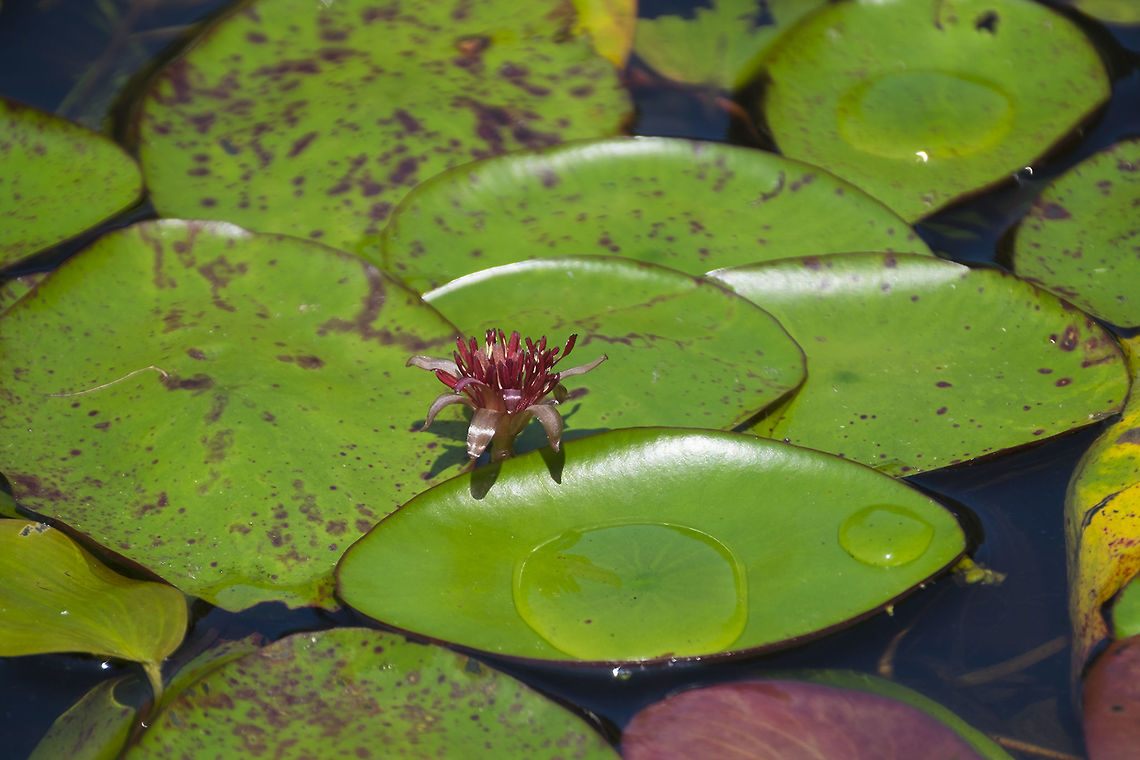 watershield  Brasenia,Brasenia schreberi,Geotagged,Summer,United States