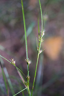 Slender rush  Geotagged,Juncus tenuis,Slender rush (UK)Path rush (USA),Summer,United States