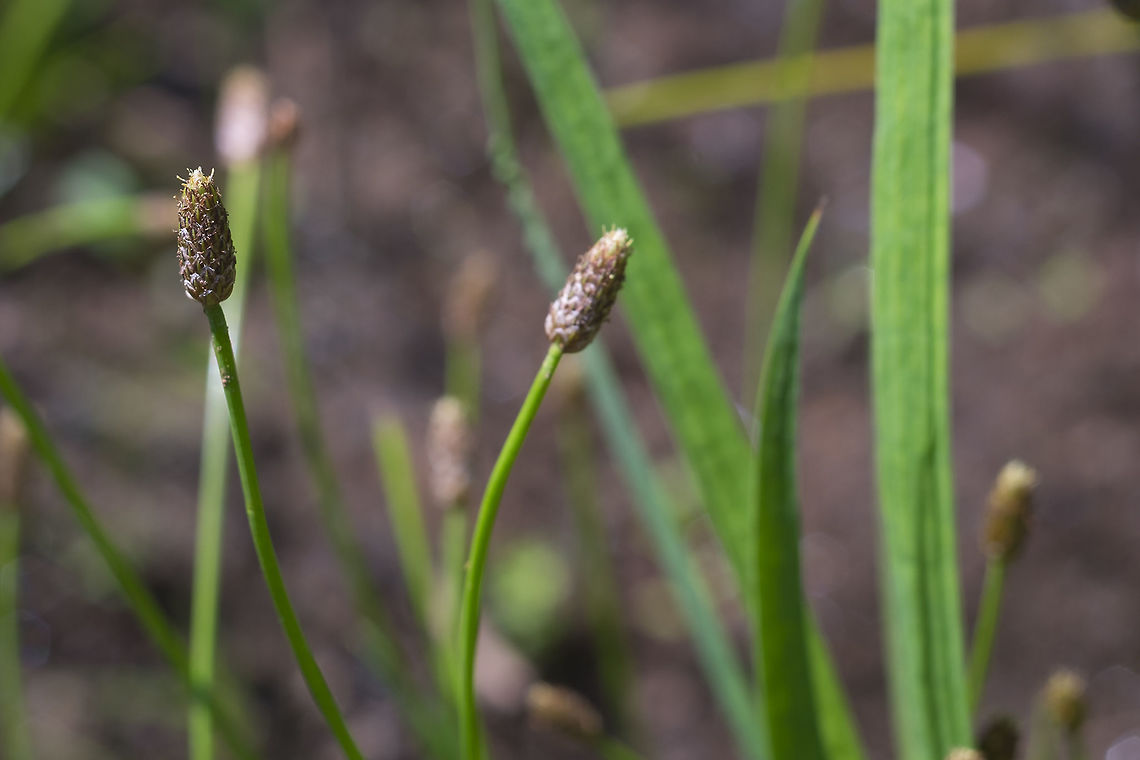 blunt spikerush  Eleocharis obtusa,Geotagged,Summer,United States