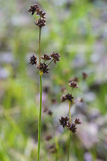 Juncus sp.  Geotagged,Summer,United States