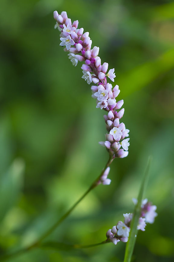 spotted lady's thumb  Geotagged,Persicaria maculosa,Spotted lady's thumb,Summer,United States