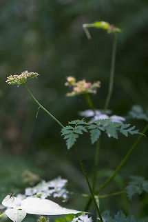 water parsley  Geotagged,Oenanthe sarmentosa,Summer,United States,Water Parsley