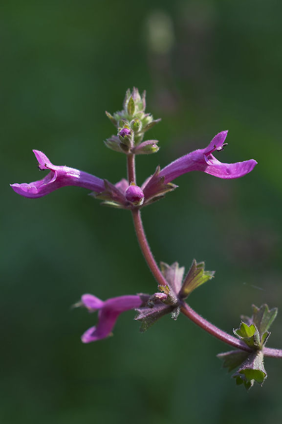 Cooley's hedge-nettle  Geotagged,Stachys chamissonis,Summer,United States
