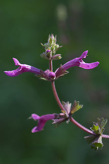 Cooley's hedge-nettle  Geotagged,Stachys chamissonis,Summer,United States