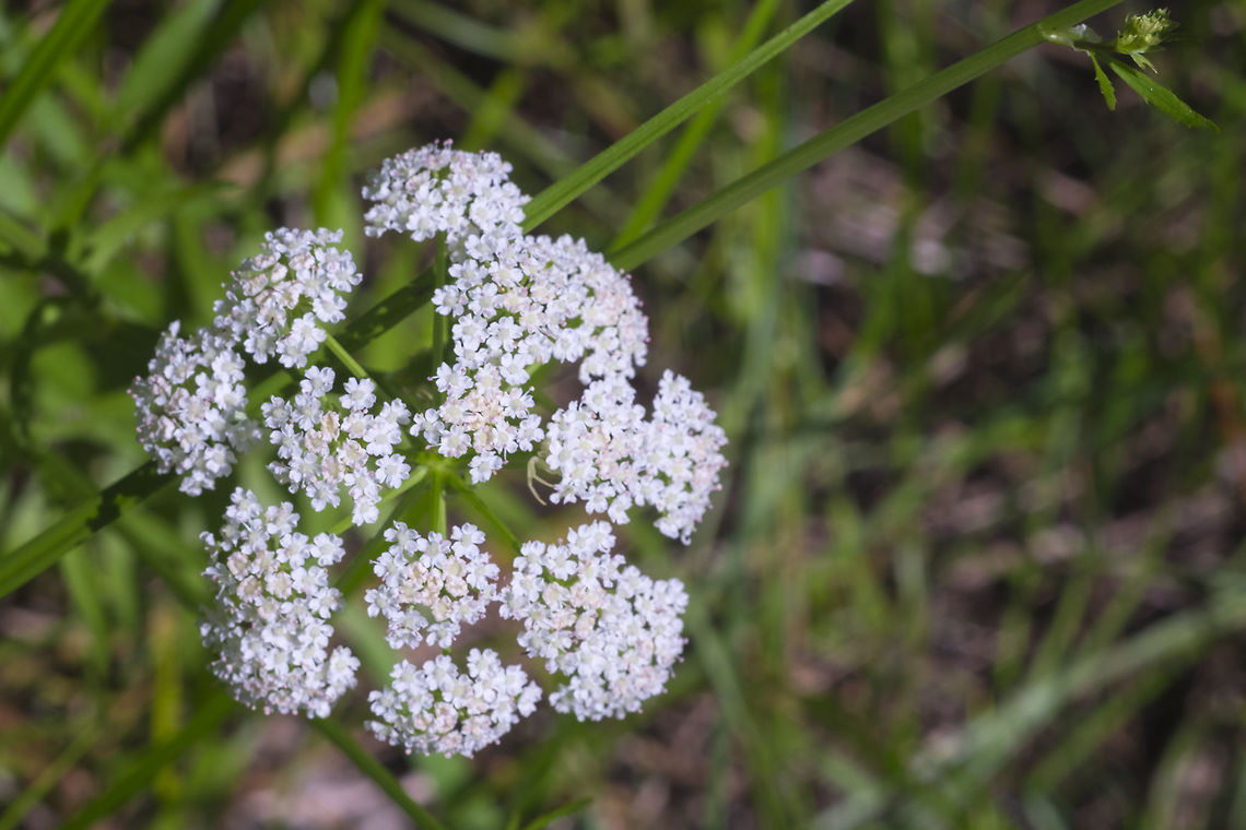 Water parsnip  Geotagged,Sium suave,Summer,United States