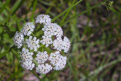 Water parsnip  Geotagged,Sium suave,Summer,United States
