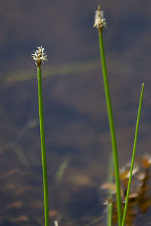 common spike rush  Eleocharis palustris,Geotagged,Summer,United States