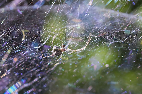 Sierra dome spider - male  Geotagged,Neriene litigiosa,Sierra dome spider,Summer,United States