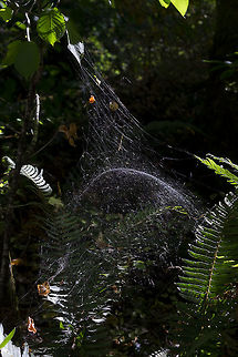 Intricate web of the Sierra dome spider The spider sits and waits inside at the top of the bubble like structure. Geotagged,Neriene litigiosa,Sierra dome spider,Summer,United States
