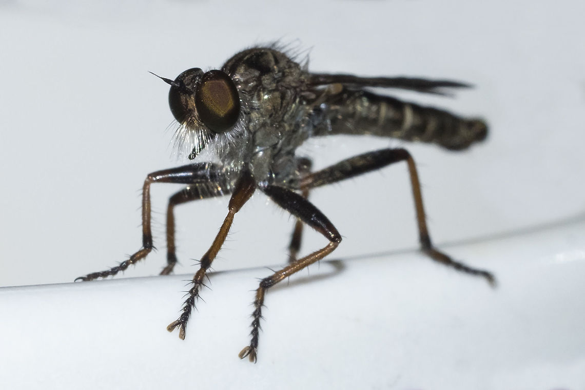 Small robber fly this one found me... woke up to find her perched on my teacup. I&#039;ve got a few photos up on BugGuide hoping for a solid ID. I&#039;ve been doing a bit of searching too, but there are many species... They must be hatching right now. I saw one that I did not get a chance to photograph on Tuesday - and up until this point I have not seen any other than the ones I found earlier in the year down by the Columbia Gorge.
