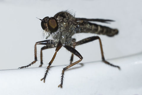 Small robber fly this one found me... woke up to find her perched on my teacup. I've got a few photos up on BugGuide hoping for a solid ID. I've been doing a bit of searching too, but there are many species... They must be hatching right now. I saw one that I did not get a chance to photograph on Tuesday - and up until this point I have not seen any other than the ones I found earlier in the year down by the Columbia Gorge.