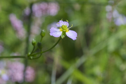 Northern water plantain  Alisma triviale,Geotagged,Summer,United States