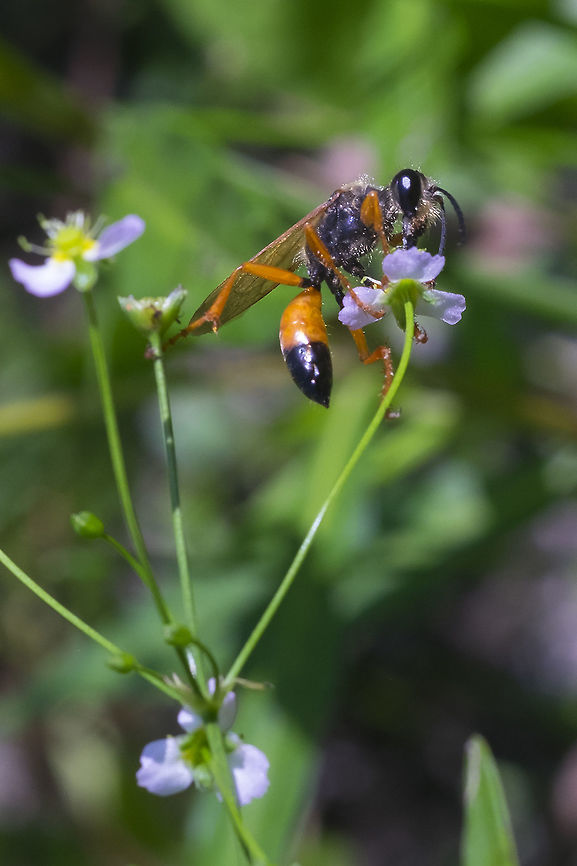 Great golden digger wasp  Great golden digger wasp,Sphex ichneumoneus
